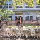 Students gather watching sheep