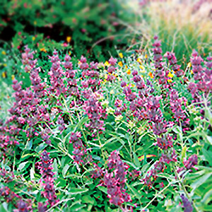 hummingbird sage