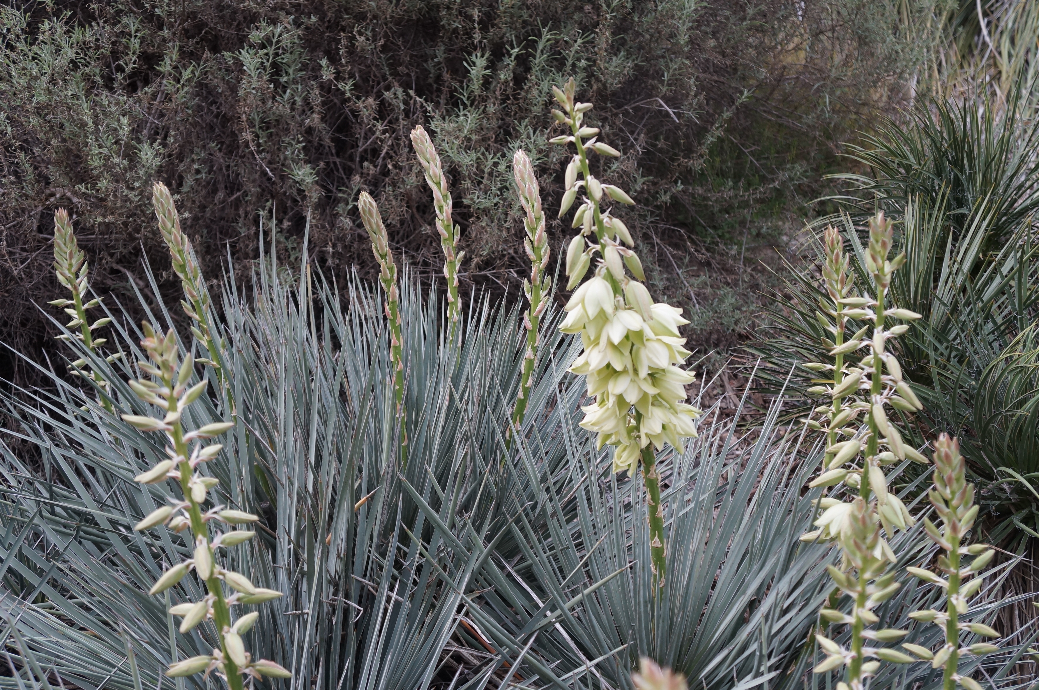 Image of flora at the Southwest US and Mexican Collection in the UC Davis Arboretum.