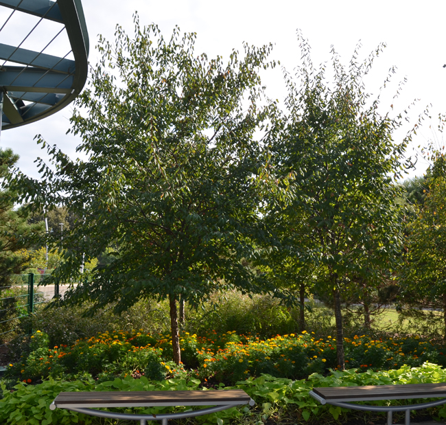 Photo of Prunus mexicana.