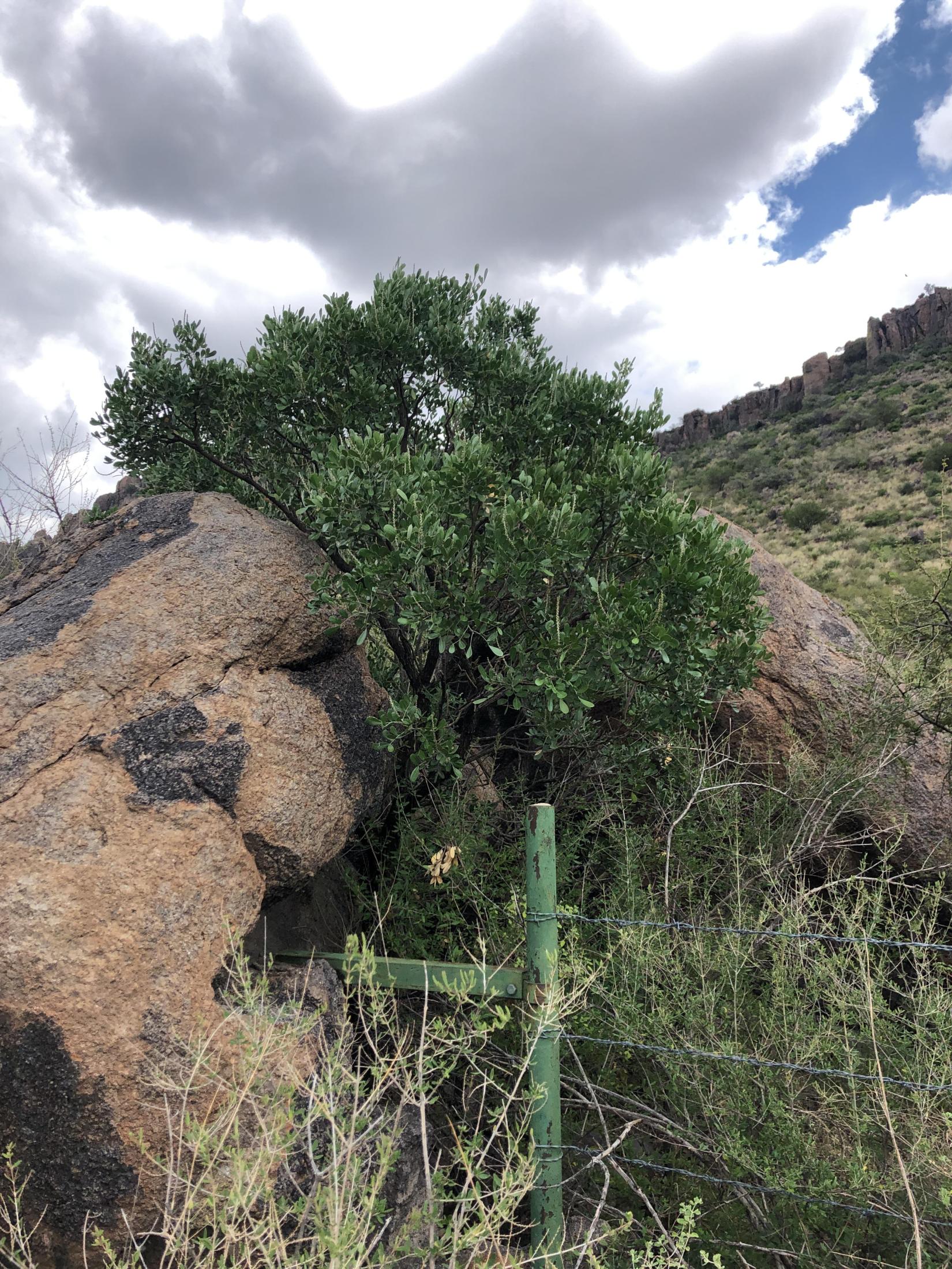 Photo of Dermatophyllum secundiflorum.