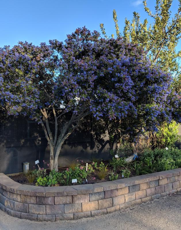 Concha ceanothus