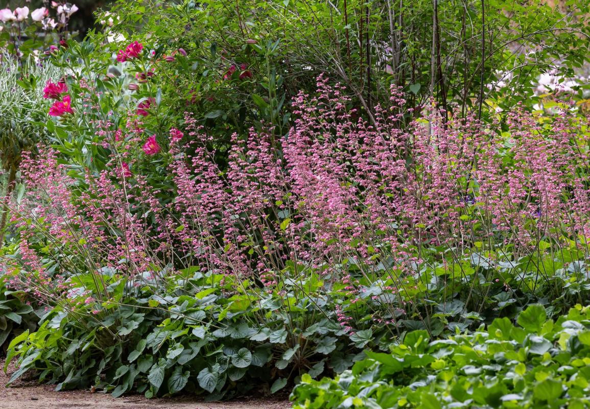 Rosada coral bells.