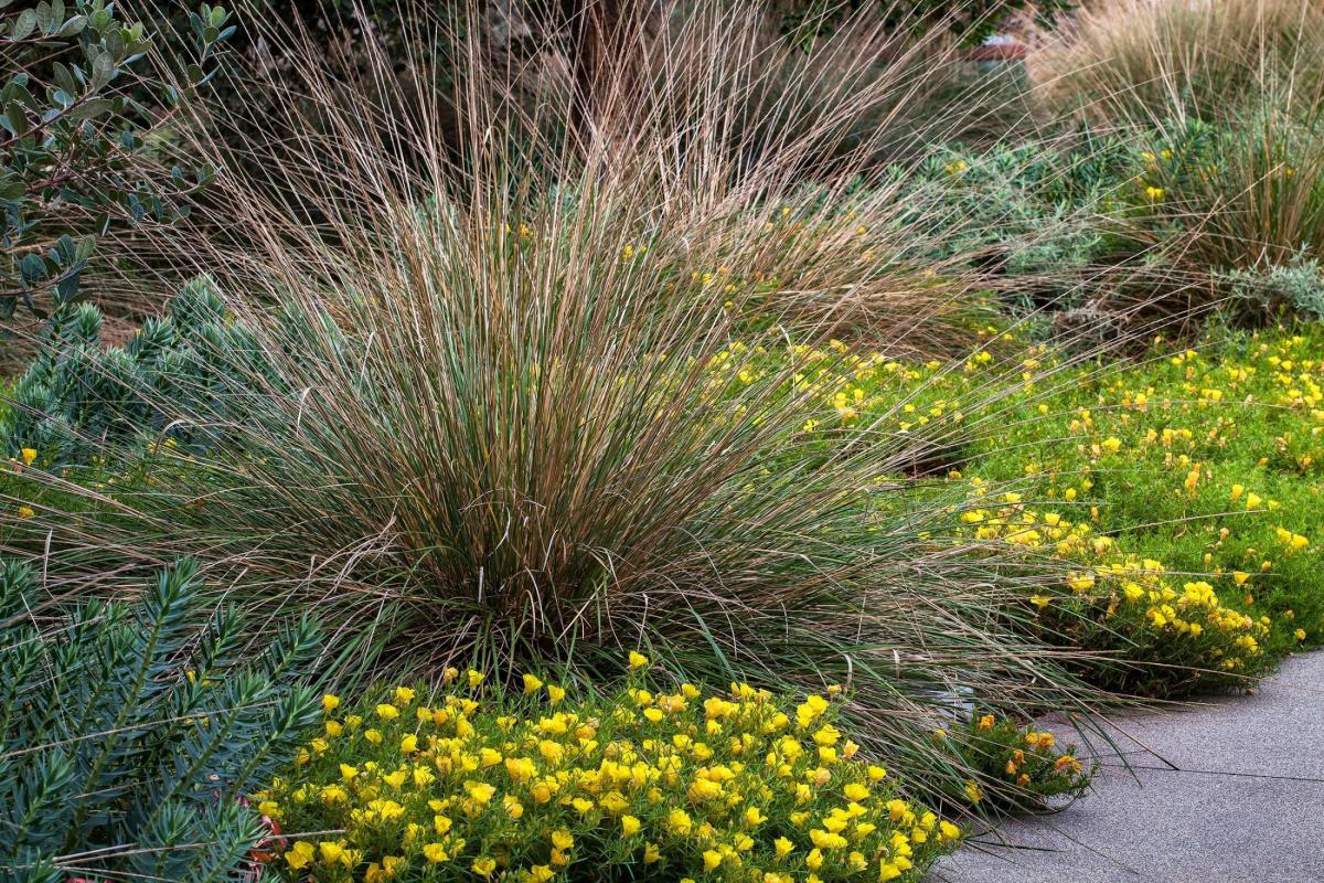 deergrass.