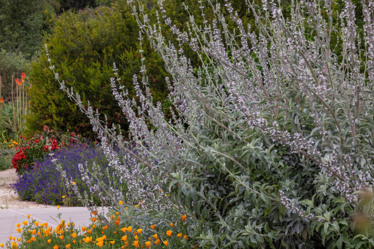 California white sage