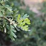 Image of oak tree leaves from the UC Davis Arboretum's Peter J. Shields Oak Grove