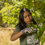 Image of student in the Urban Tree Stewardship program.