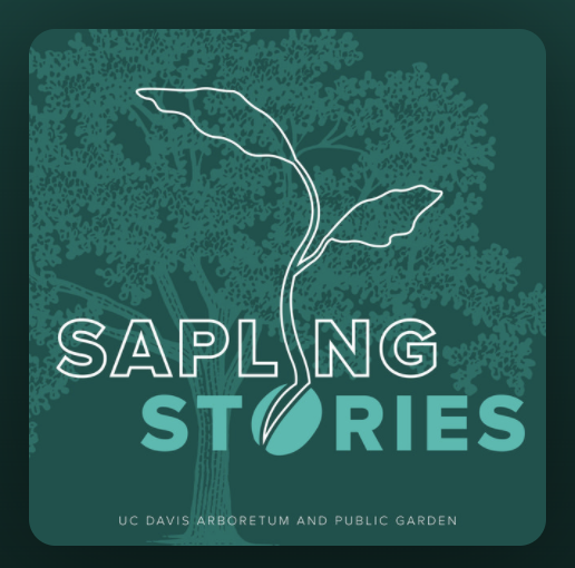 Image of Sapling Stories podcast logo.