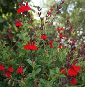 Autumn sage