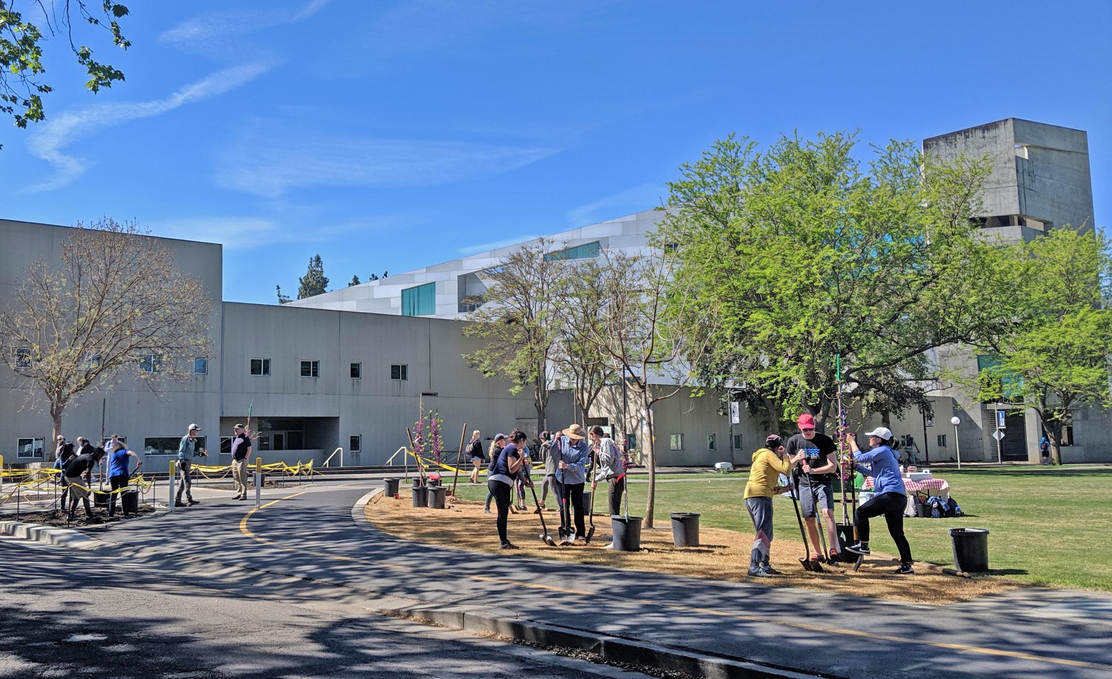 Eight redbuds and valley oaks were planted along the east side of campus near the Social Sciences building and just across from the City of Davis' recently renovated Third Street corridor. The California native trees will grow to create a welcoming entrance to campus. Plans for this area also include interpretive signage about the importance of trees to our environment.