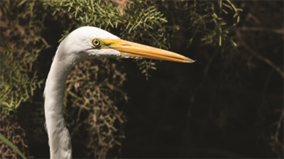 Egrets