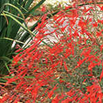 California Fuchsia