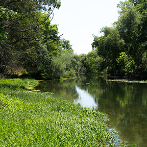 Image of the UC Davis Putah Creek Riparian Reserve
