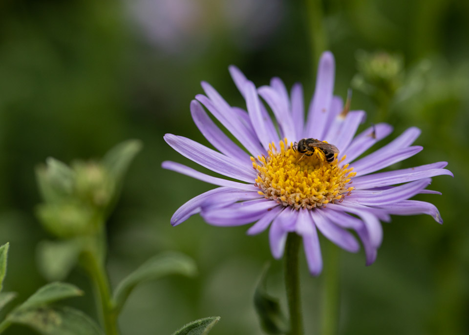 Bee pollinating flower.
