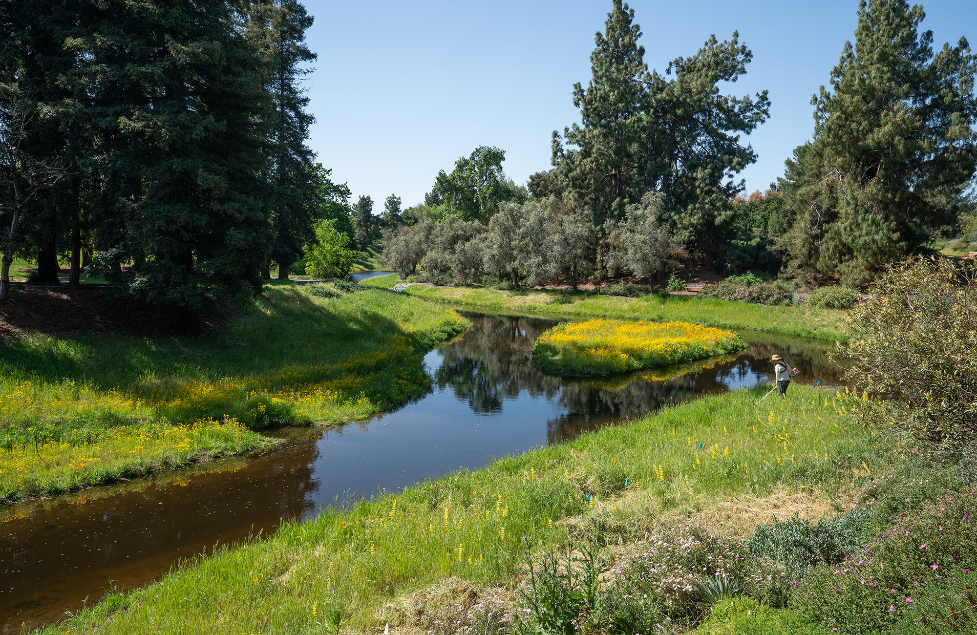Calm creek winding through a grassy meadow with yellow wildflowers and tall evergreen trees