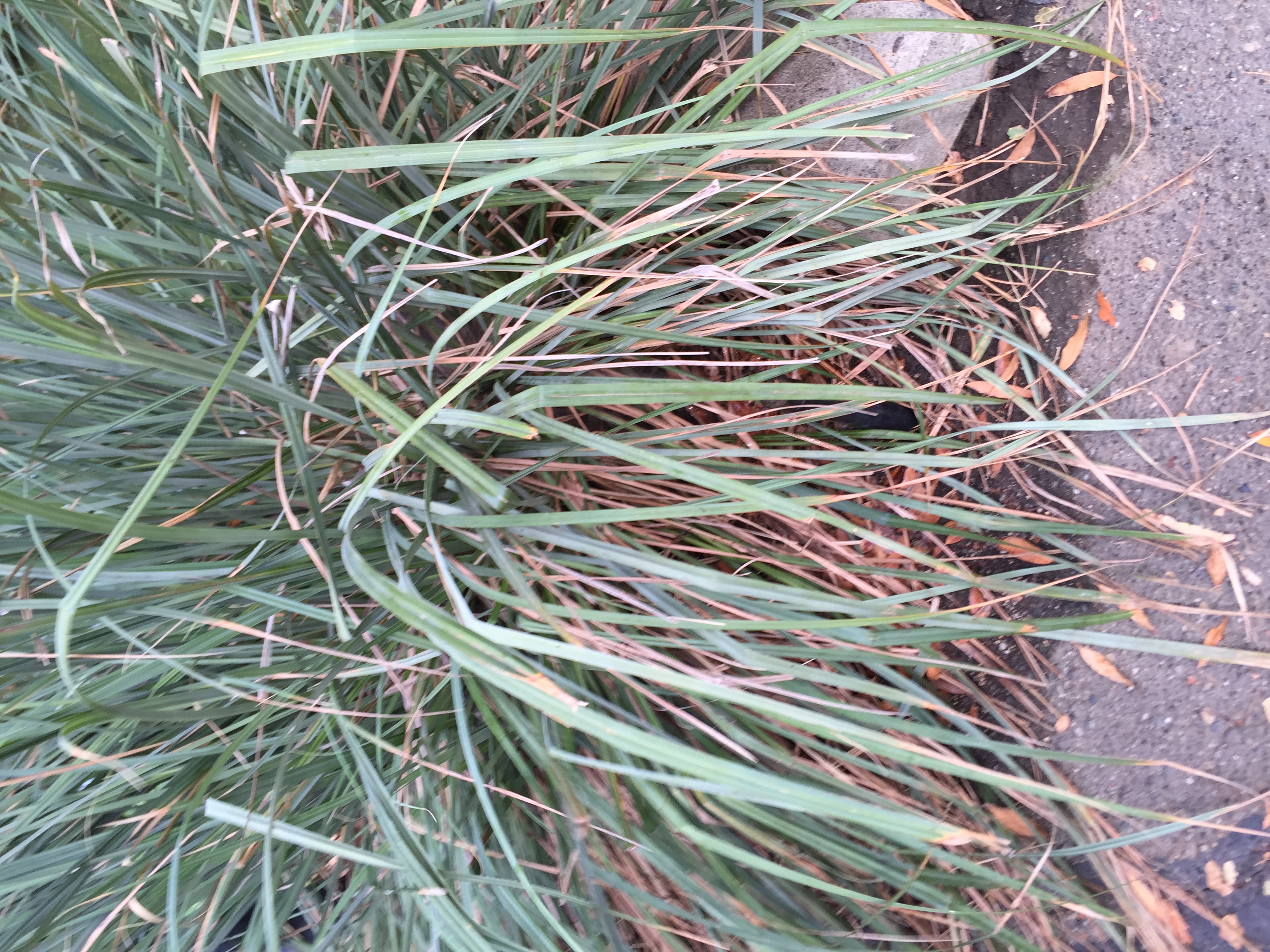 San Diego sedge