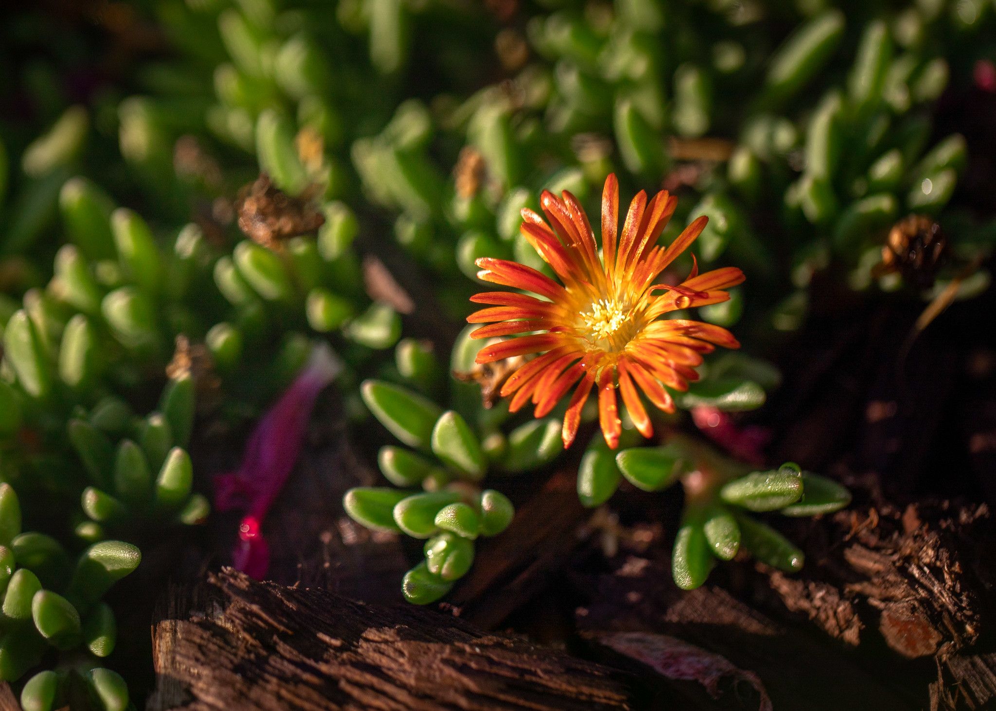 Cooper's ice plant