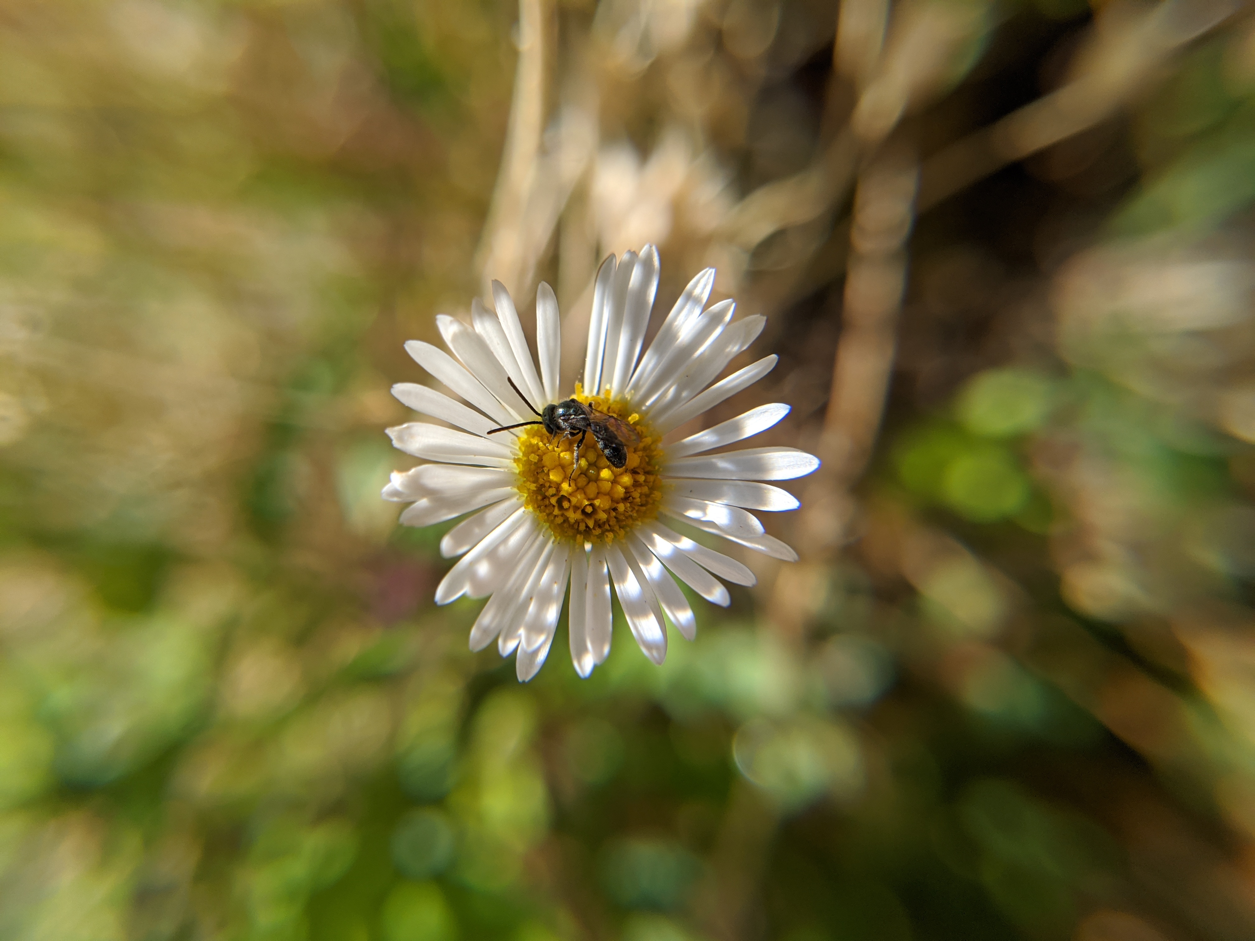 Santa Barbara daisy