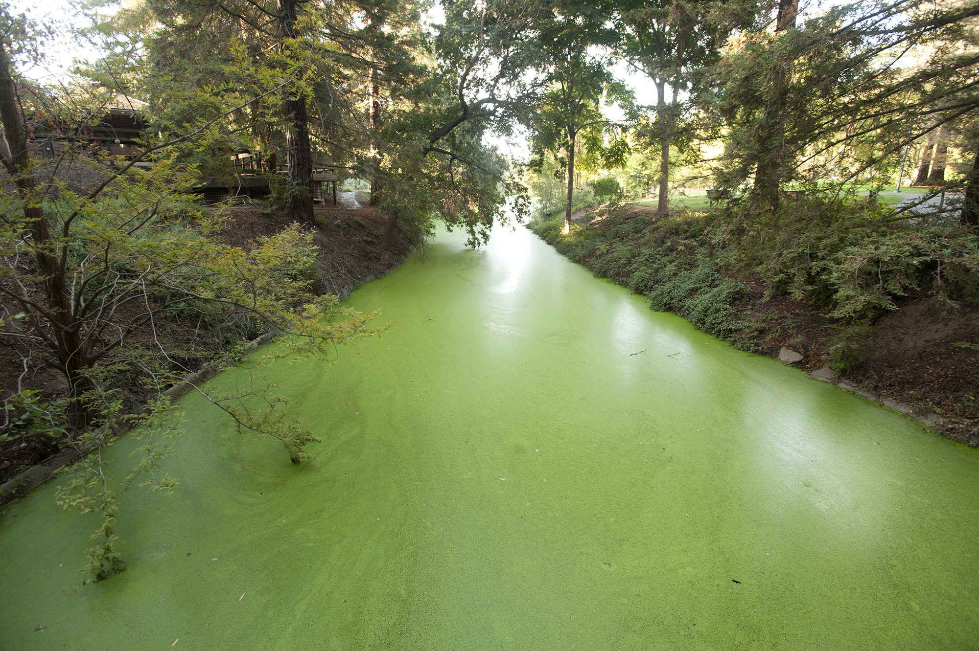 Arboretum waterway with green, algae-covered stagnant water.