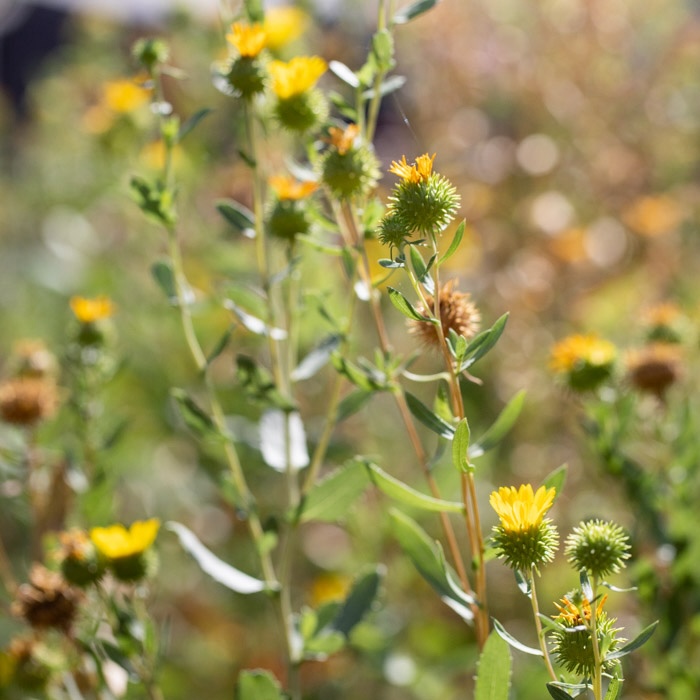 Great Valley gumweed