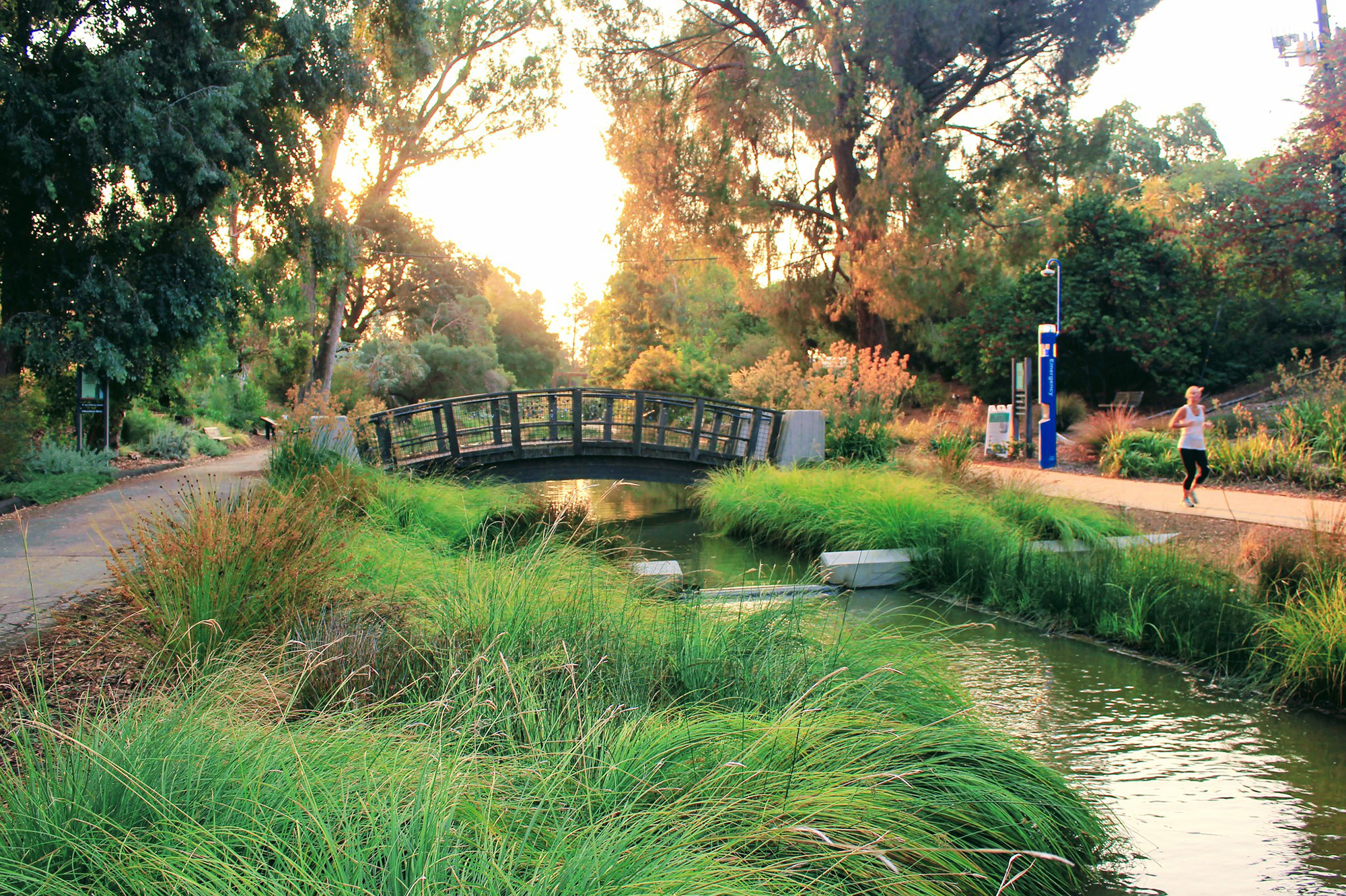 Renovated Arboretum waterway shows clear, moving water under a footbridge. A jogger runs beside it while the sunlight shines through the trees.