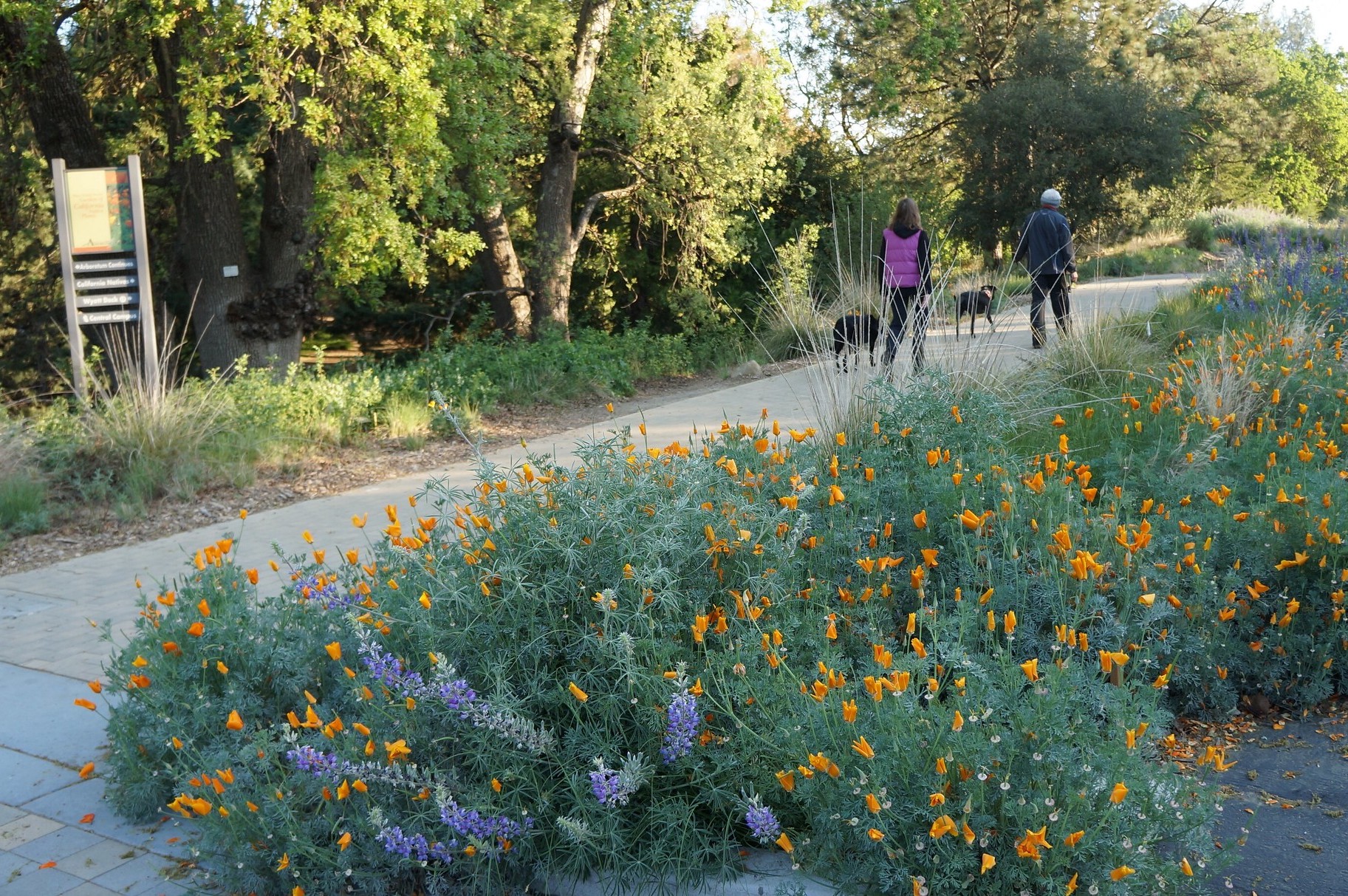 Visitors walk dogs along California poppies