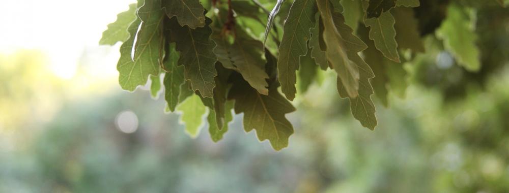 Image of oak leaves in the sunlight.