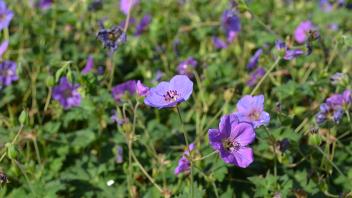geranium, great for dry shade areas