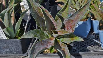 mangave, a cross between manfredas and agaves