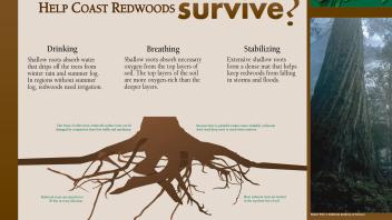 Image of an exhibit sign in the UC Davis Arboretum about the shallow roots of redwoods.