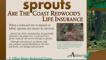 Image of an exhibit sign in the UC Davis Arboretum about redwood sprouts.