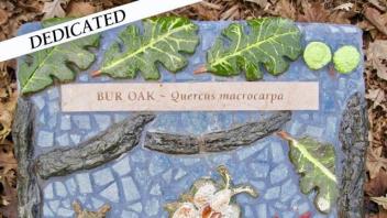 Bur Oak plaque
