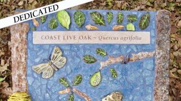 Costa Live Oak plaque