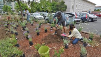 Image of students installing a sustainable landscape on Mrak Mall.