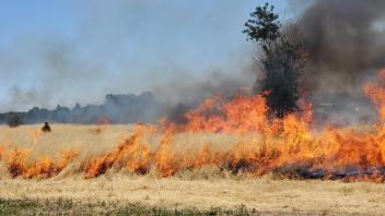 Firefighters participating in wildland fire training