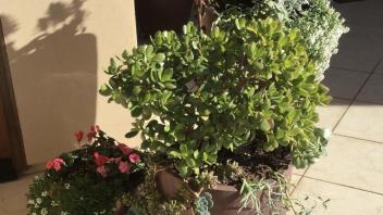 Potted plants