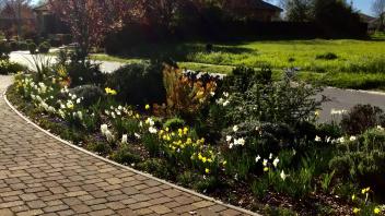 Blooming flowers along a paved path