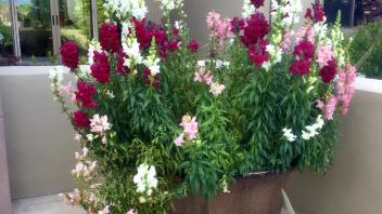 Overflowing potted plants with white and pink blooms