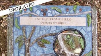 Quercus crassipes plaque