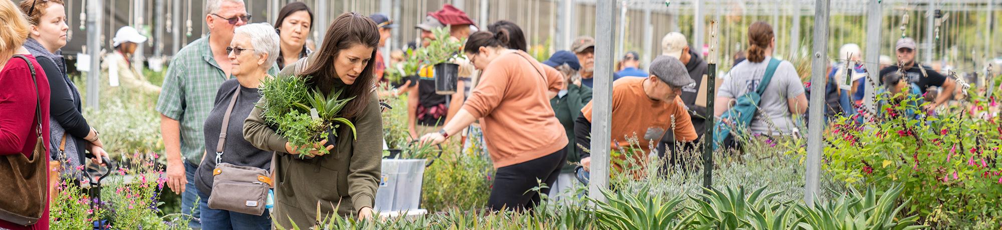 Customers browsing the plant selection at a plant sale in the Arboretum Teaching Nursery.