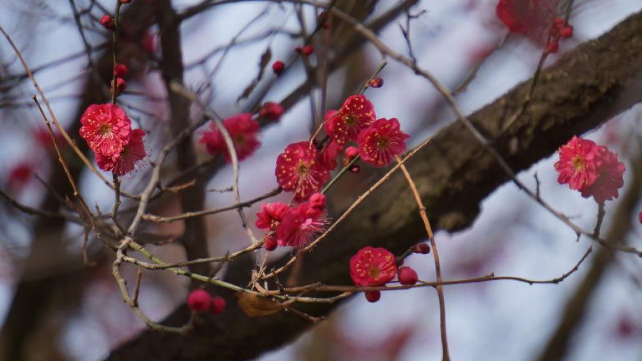 Japanese flowering apricot in the Ruth Risdon Storer Garden. When this tree starts to blossom you know that winter is almost over. Japanese flowering apricot