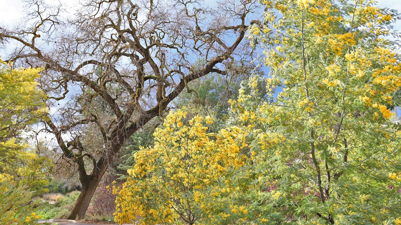 Photo of an acacia tree