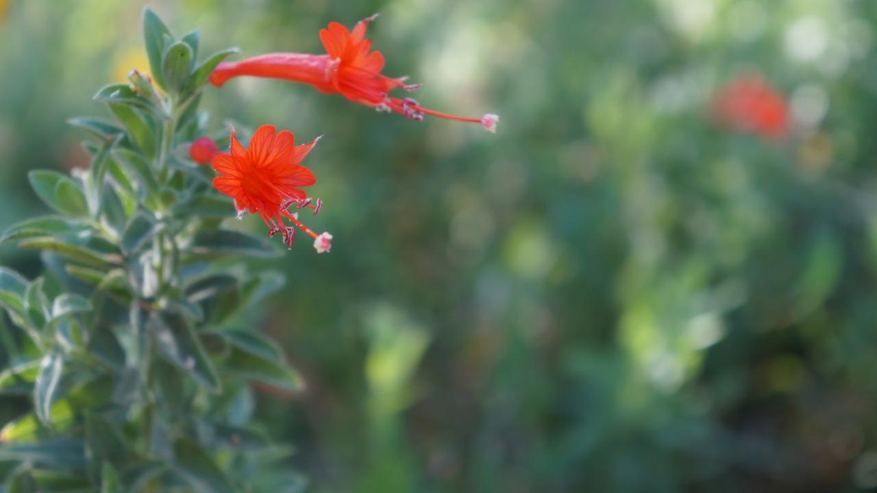 California fuchsia (Epilobium canum) is a low-water, easy-care plant perfect for Central Valley gardens and landscape. (Photo by Katie Hetrick) Image of California fuchsia in the UC Davis Arboretum's Mary Wattis Brown Garden of California Native Plants.
