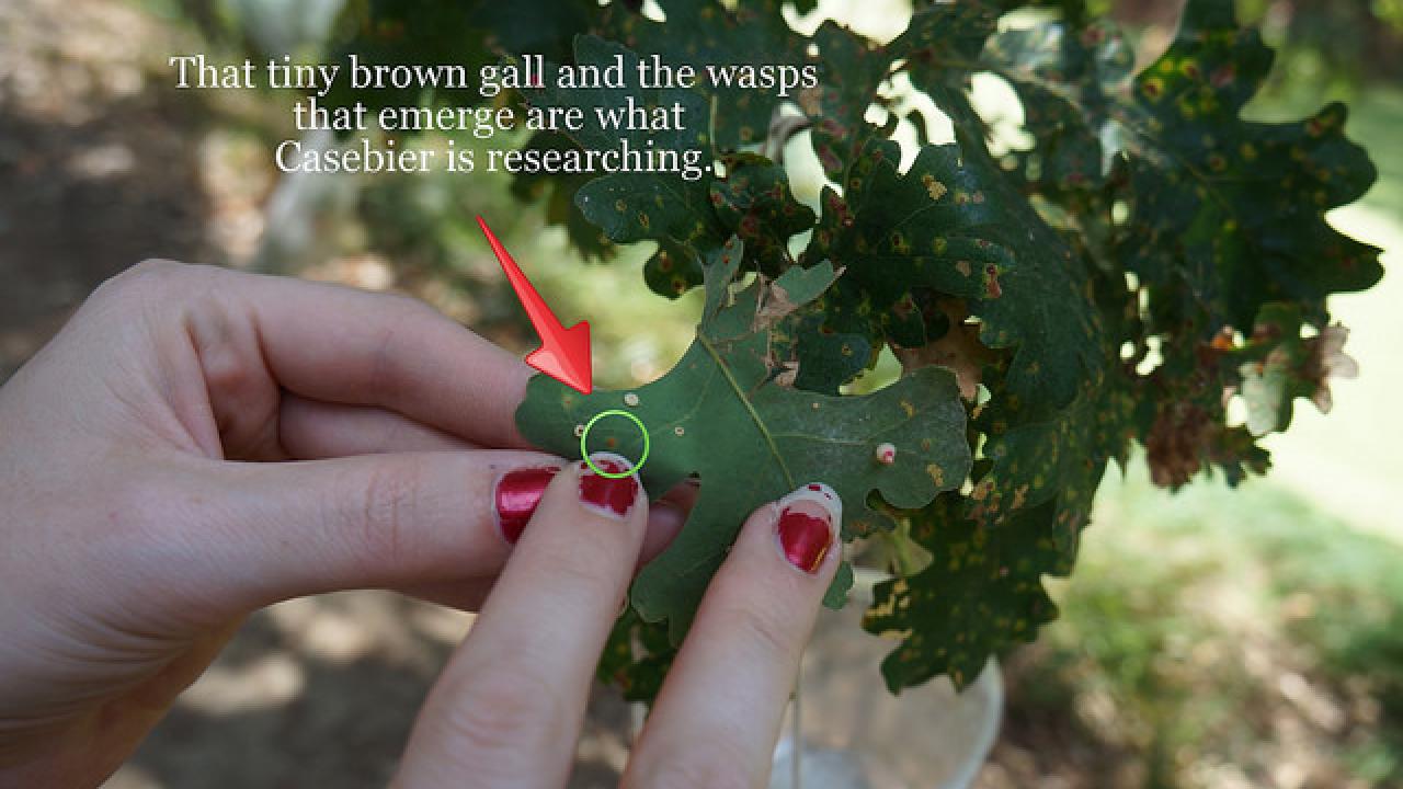Casebier points to a gall formed by the California jumping gall wasp. This type of gall is not the apple-sized variety and is usually found only on the underside of leaves. Gall on oak leaf