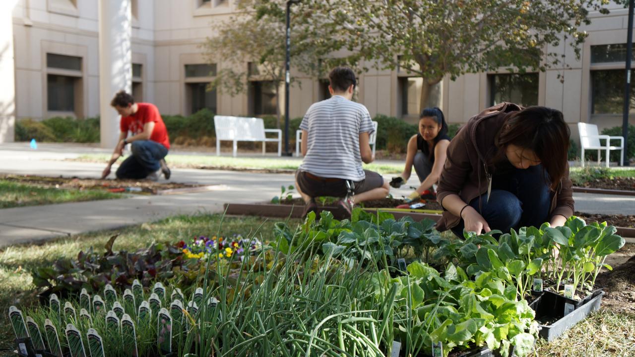 Learning by Leading interns working to maintain the Good Life Garden.