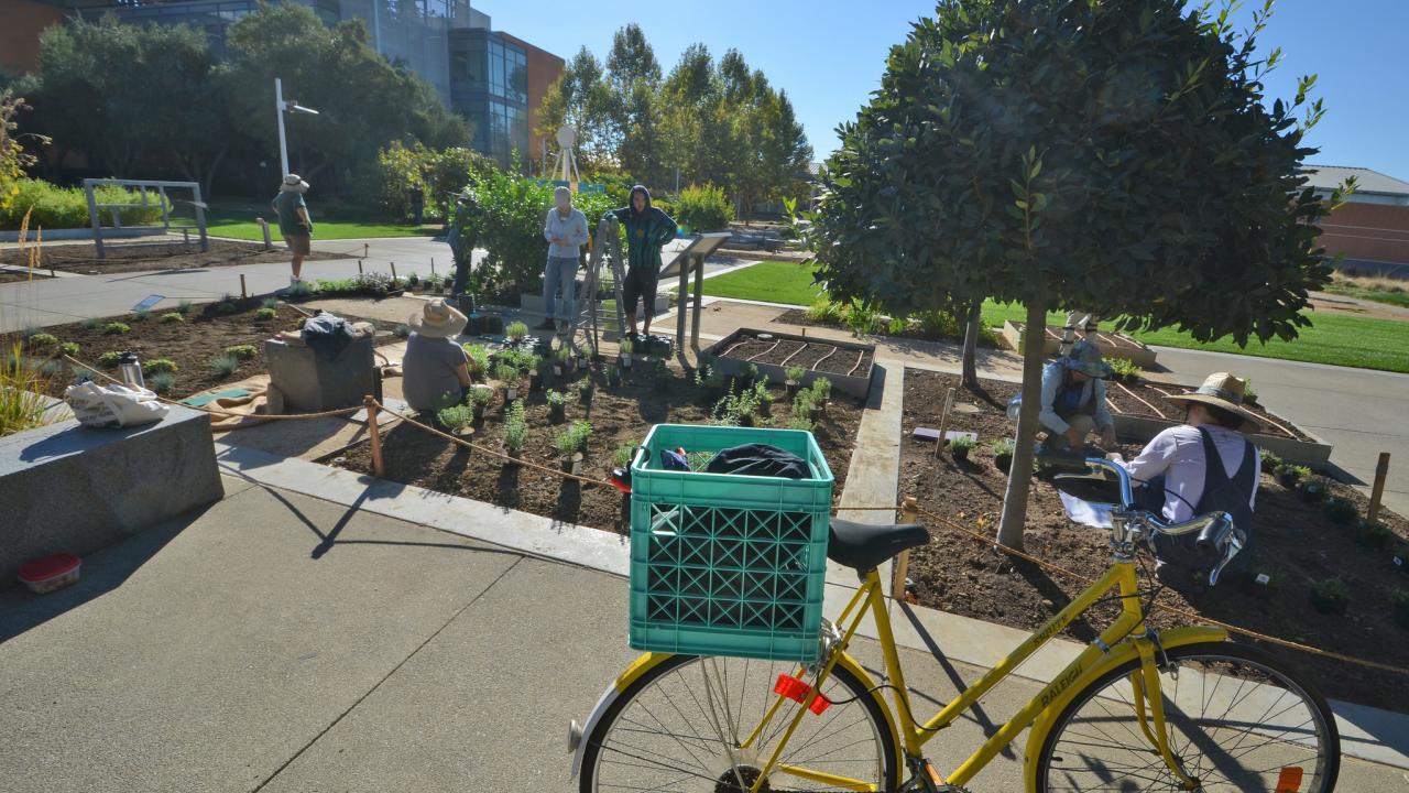 Stacey Parker, GATEways horticulturist and lead designer for the newly renovated UC Davis Good Life Garden, leads a team of community volunteers in replanting the high-profile garden. Image of staff and volunteers planting perennials in the UC Davis Good Life Garden.