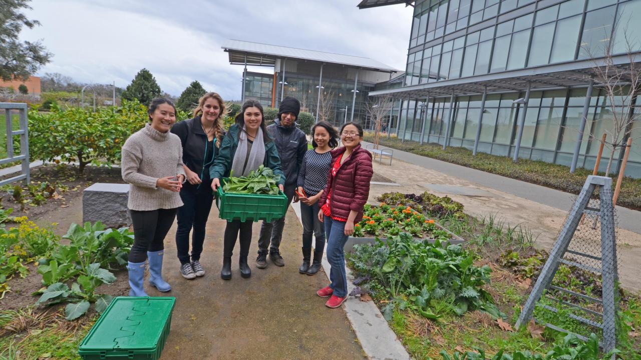 In the newly renovated Good Life Garden, students will tend to all the raised planting beds and donate the harvest to The Pantry -- a student run service that offers nutritious food and common personal items to students. Image of students preparing to donate their Good Life Garden harvest to The Pantry.