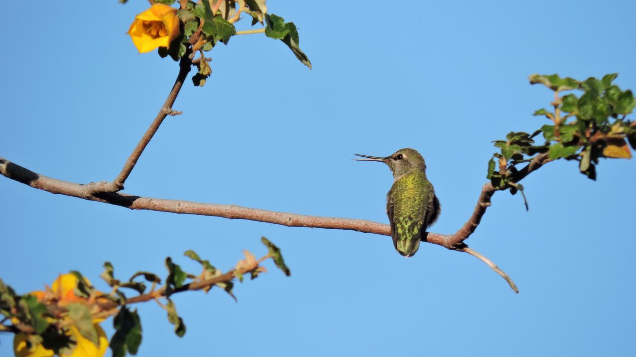 Photo by Shakuntala Makhijani. Image of hummingbird in the UC Davis Arboretum and Public Garden
