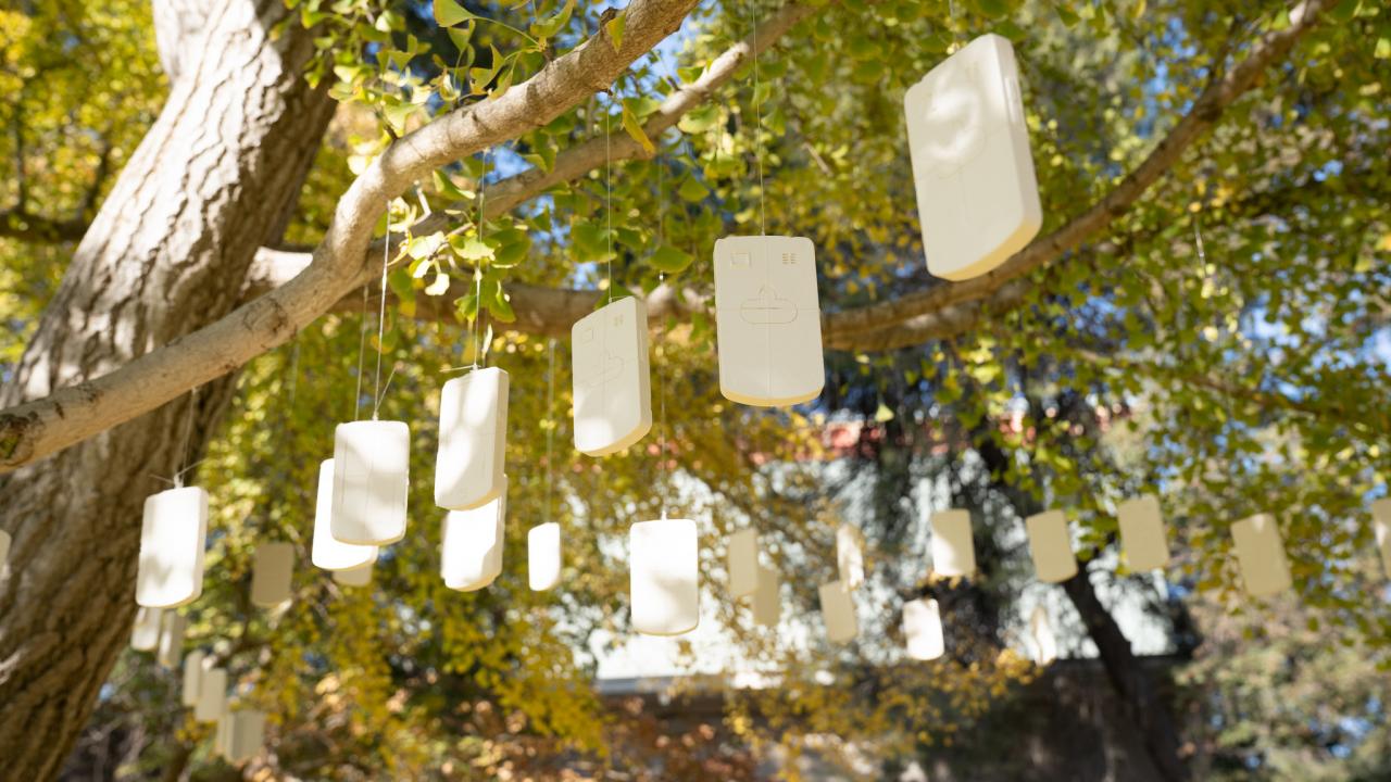 Image of an art installation entitled Addiction, 2019, featuring dozens of fake, plaster cell phones hanging from a popular ginkgo tree in the UC Davis Arboretum's East Asian Collection.