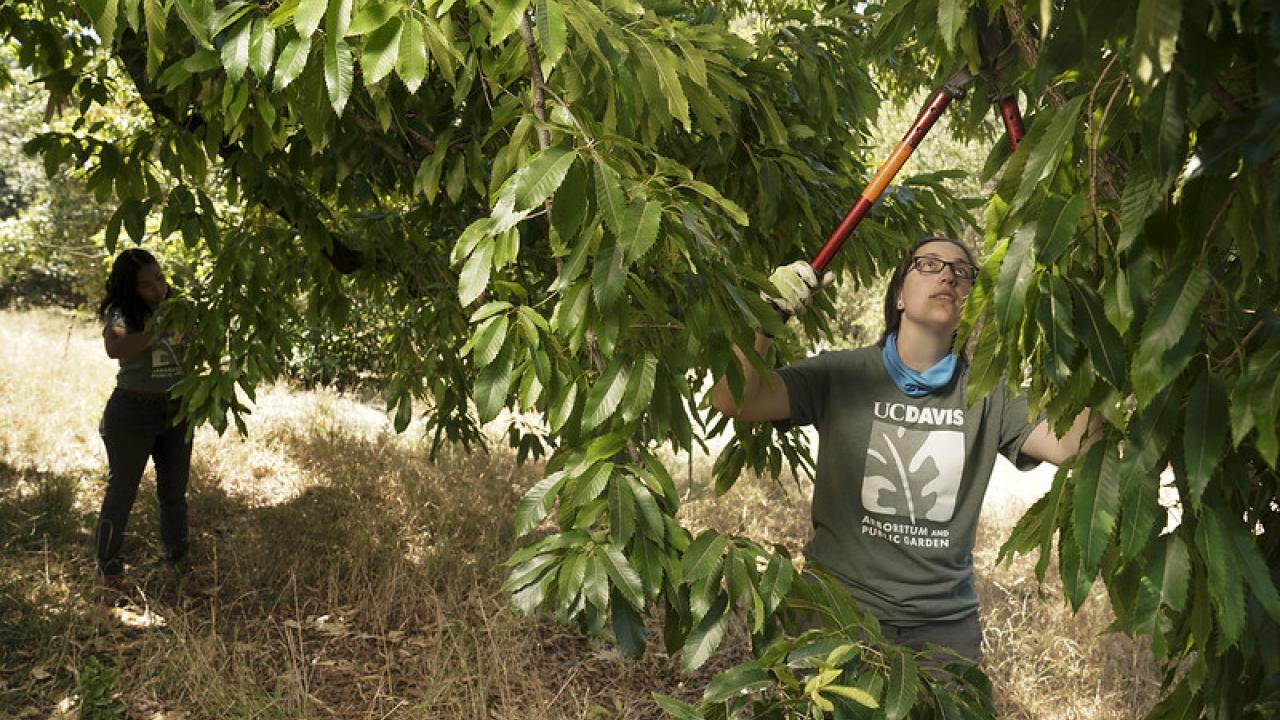 Image of Iris Garcia and Annika Petersen, the new co-coordinators for the UC Davis Arboretum and Public Garden's Urban Tree Stewardship program.